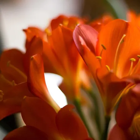 Pensionat Ristorante Buasca 3*