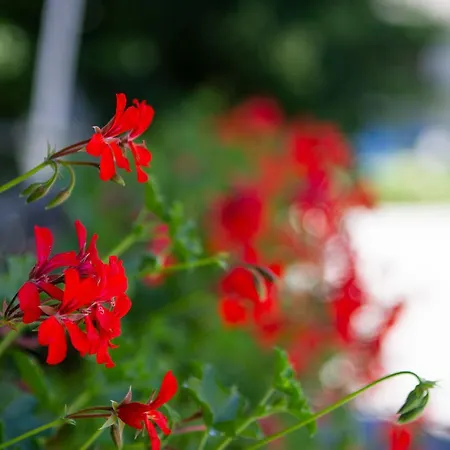 Vendégház Ristorante Buasca Cuorgnè