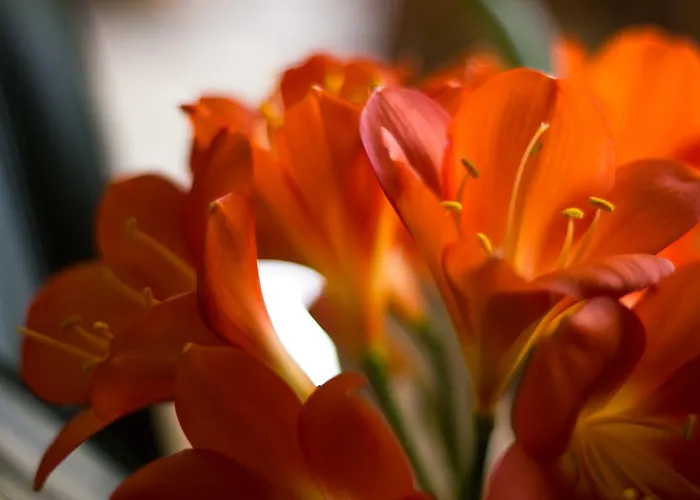 Πανσιόν Ristorante Buasca 3*